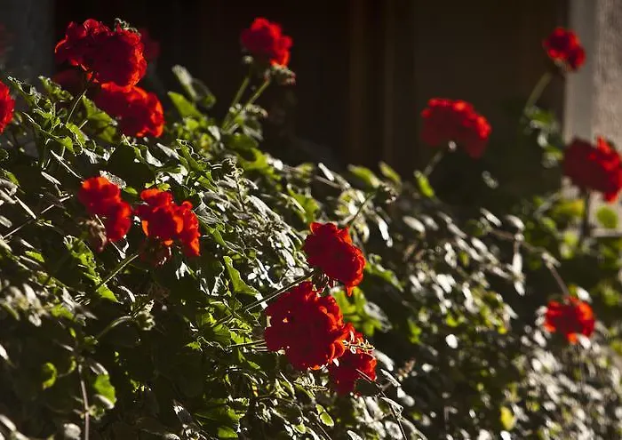 Du Raisin Ξενοδοχείο Cully