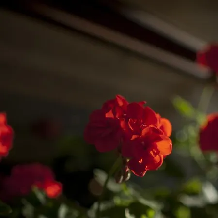 מלון Du Raisin 3*